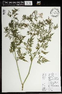 Aethusa cynapium image