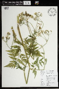 Anthriscus sylvestris image