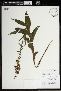 Epipactis helleborine image