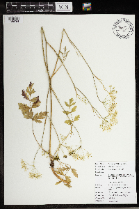 Pimpinella saxifraga image