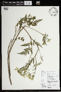 Anthriscus sylvestris image