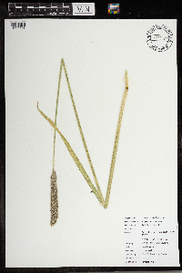 Alopecurus arundinaceus image