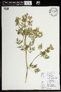 Conium maculatum image