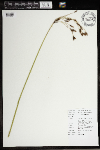 Schoenoplectus heterochaetus image