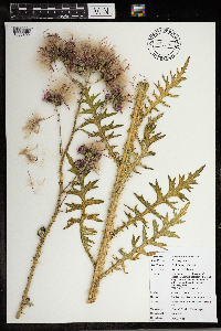 Cirsium palustre image