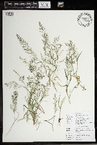 Eragrostis minor image