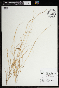 Muhlenbergia mexicana image