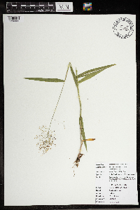 Dichanthelium ovale subsp. pseudopubescens image