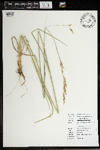 Schedonorus arundinaceus image