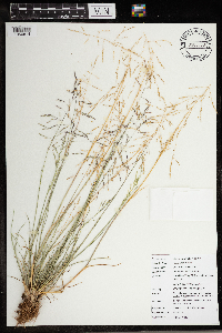 Puccinellia distans image