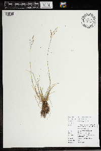 Puccinellia distans image