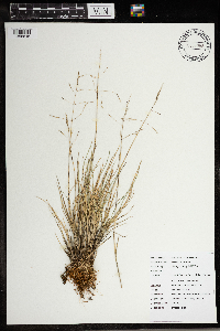 Puccinellia distans image