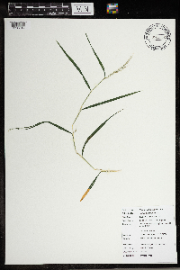Muhlenbergia frondosa image