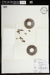 Azolla mexicana image