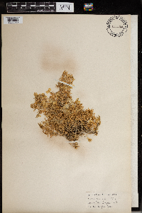 Image of Phlox douglasii