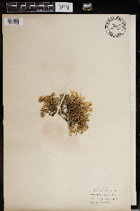 Phlox hoodii image