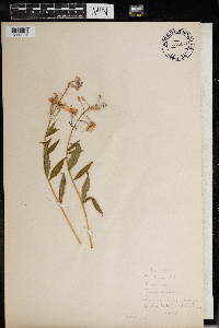 Chamaenerion angustifolium image