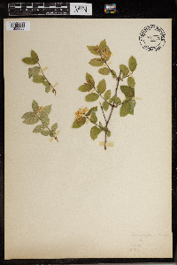 Lonicera morrowii image