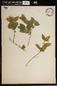 Lonicera tatarica image