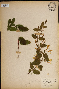 Lonicera japonica image