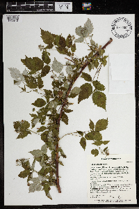 Rubus occidentalis image