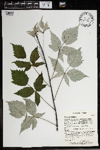 Rubus occidentalis image