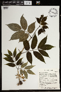 Sambucus racemosa image