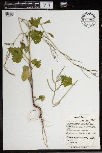 Alliaria petiolata image