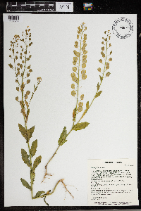Thlaspi arvense image