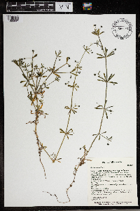 Galium aparine image