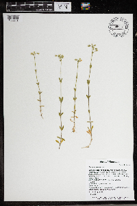 Cerastium fontanum image