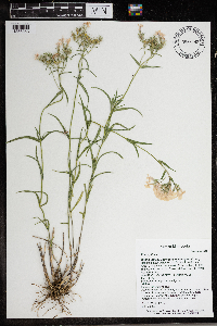 Phlox pilosa image