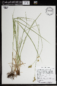 Carex brevior image