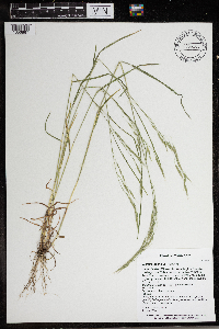 Bromus japonicus image