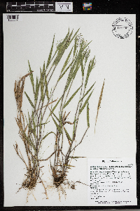 Dichanthelium praecocius image