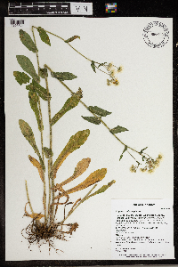 Erigeron philadelphicus var. philadelphicus image