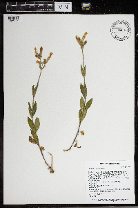 Silene latifolia image