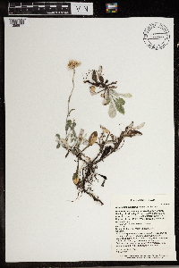 Antennaria parlinii subsp. fallax image