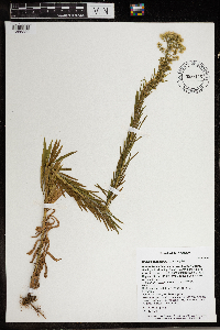 Conyza canadensis image