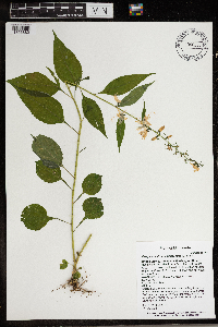 Campanulastrum americanum image