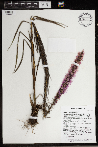 Liatris pycnostachya var. pycnostachya image