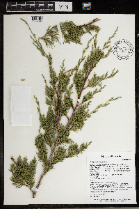 Juniperus virginiana image