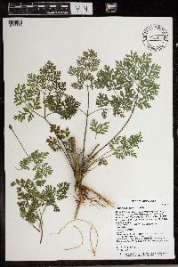 Torilis japonica image
