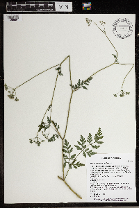 Torilis japonica image