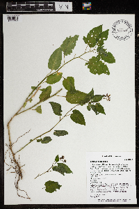 Solanum dulcamara image