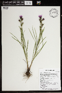 Liatris cylindracea image