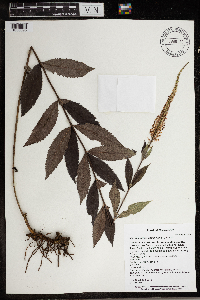 Veronicastrum virginicum image