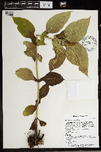 Triosteum perfoliatum image