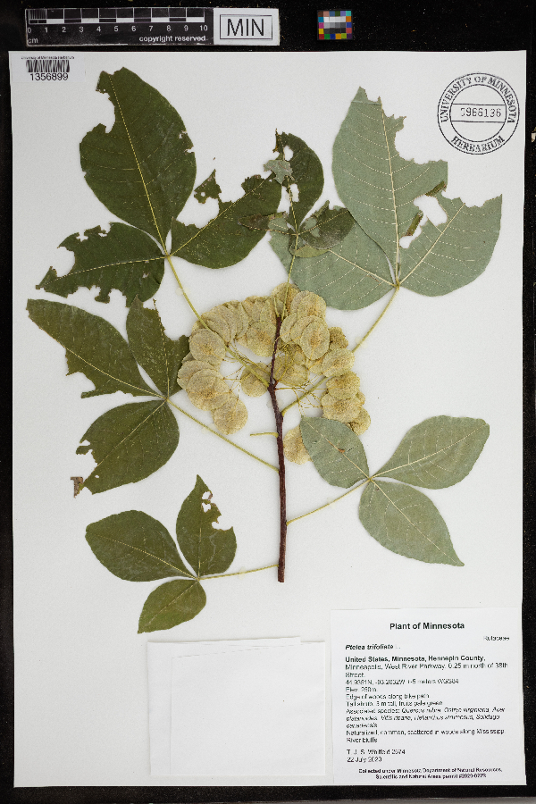 Ptelea trifoliata var. trifoliata image