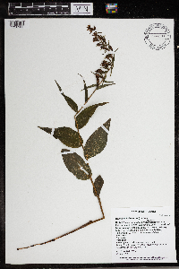 Epipactis helleborine image